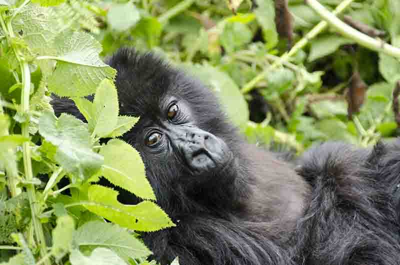 36 - Gorila joven - selva de Virunga - parque nacional de los volcanes - Ruanda